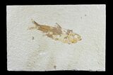 Bargain, Fossil Fish (Knightia) - Wyoming #165821-1